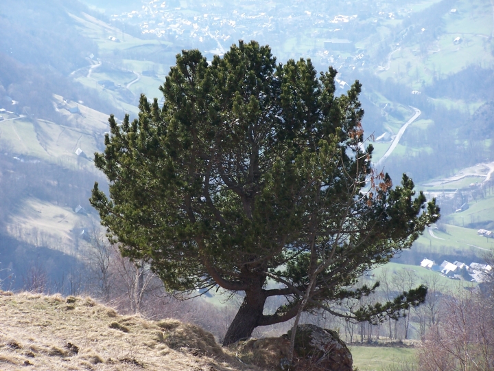 32